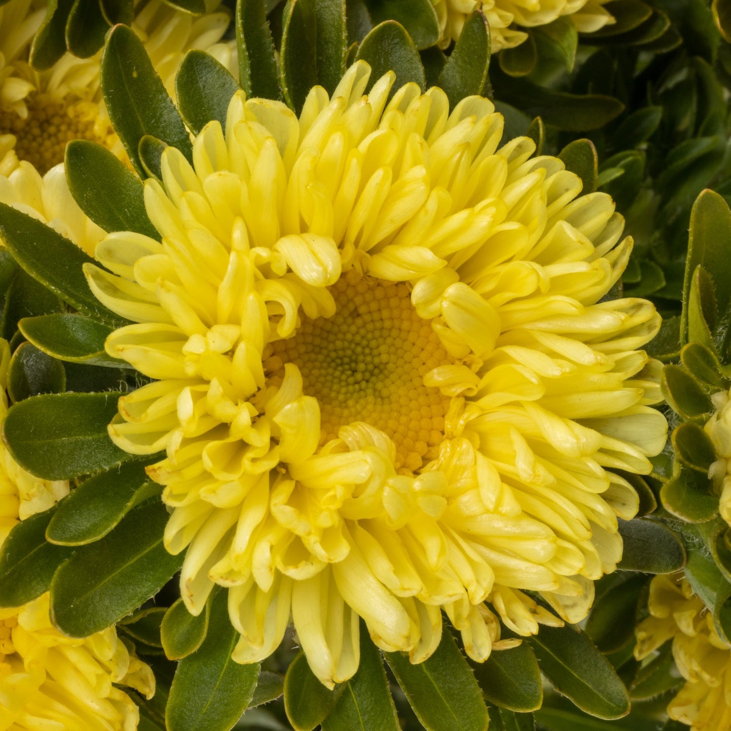 Aster Seeds - Light Yellow Blooms for Your Garden