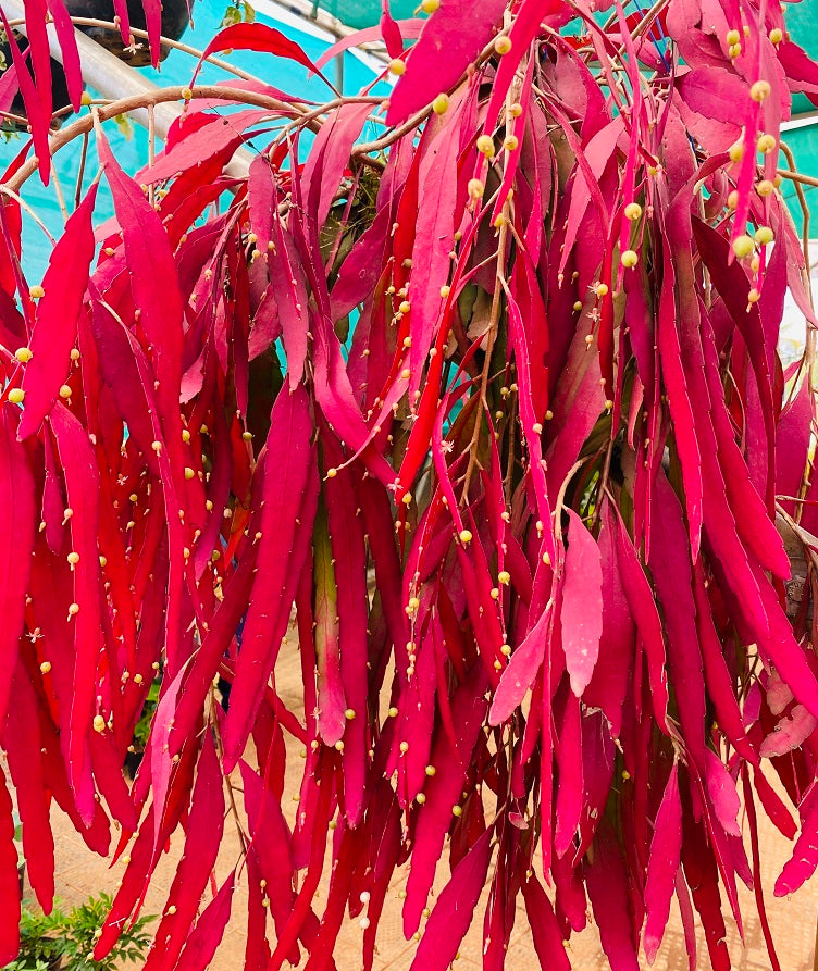 Red Mistletoe Cactus Rhipsalis Seeds – Heirloom Non-GMO Succulent for Home Garden Planting