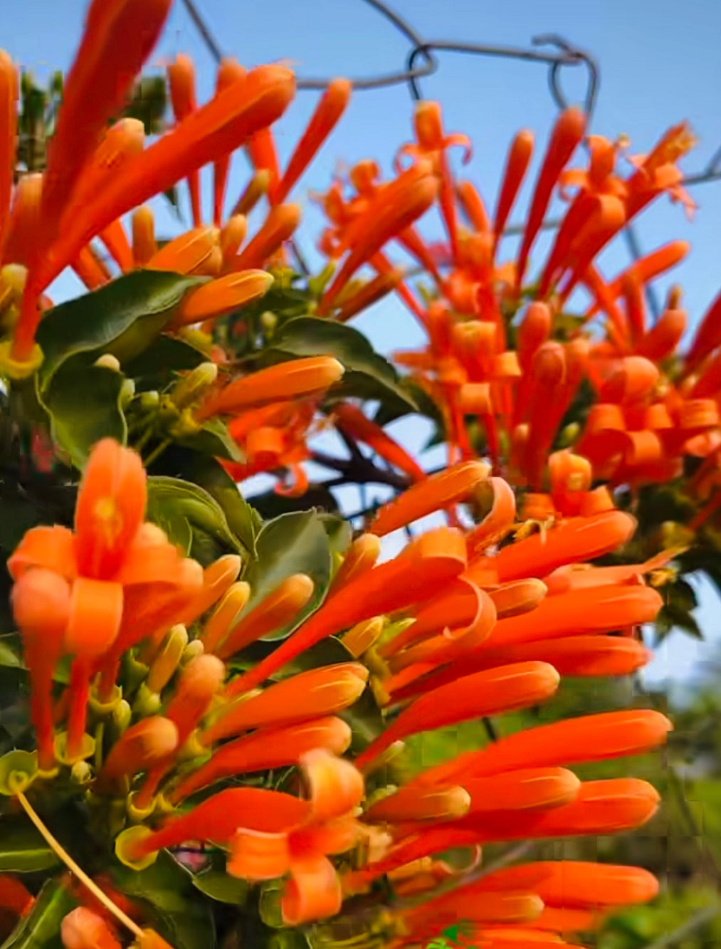 Creeper Flower seeds for Planting - Fragrant Blossoms, Heirloom & GMO Free Seeds for Home Garden