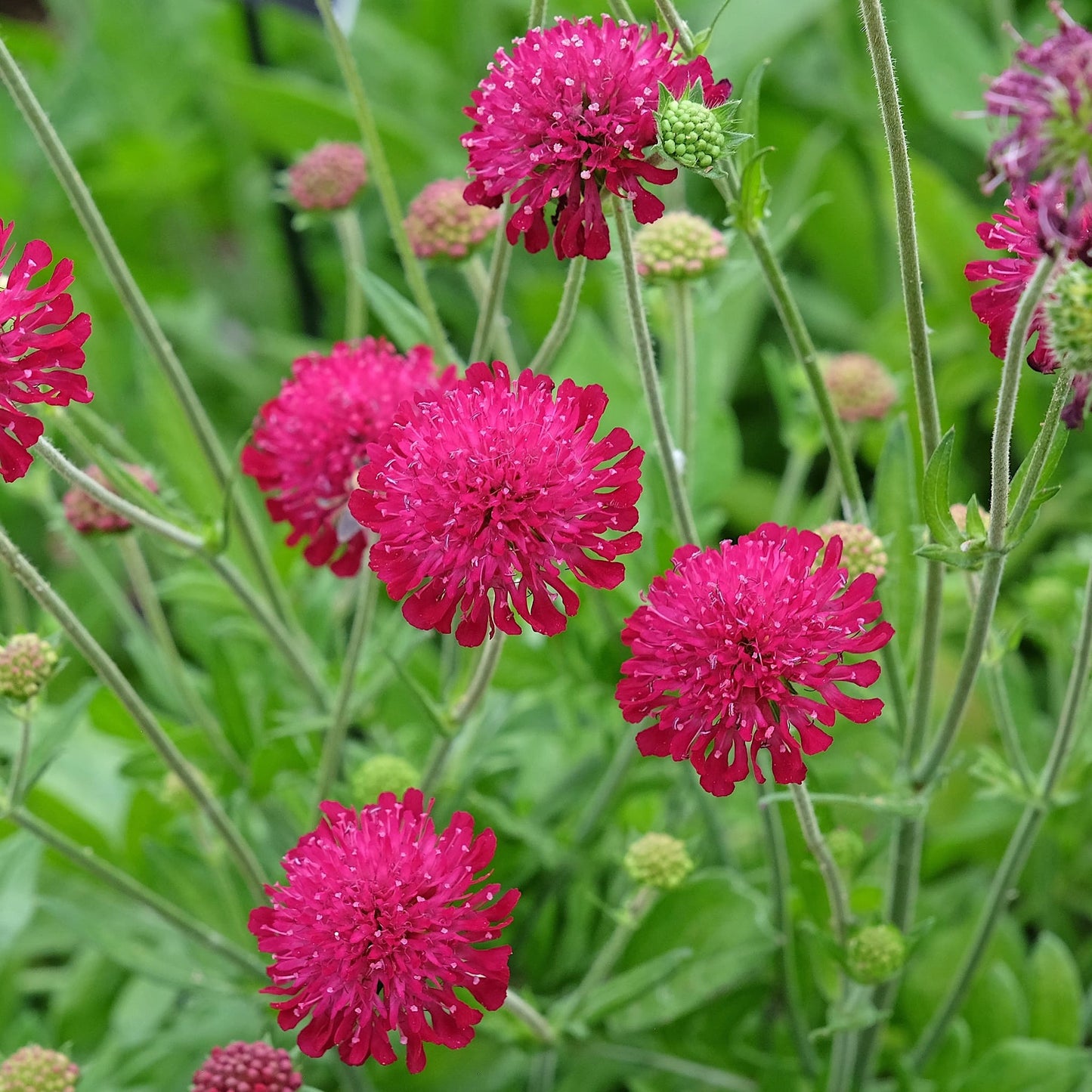 Macedonica Flower seeds for Planting Shade Tolerant Heirloom & GMO Free Seeds for Home Garden