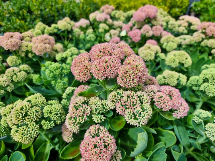 Sedum Flower seeds for Planting, Bright Blooms Heirloom & GMO Free Seeds for Home Garden