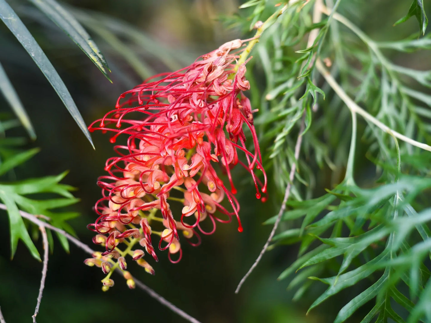 Grevillea Flower seeds for Planting Colorful Display Heirloom & GMO Free Seeds for Home Garden
