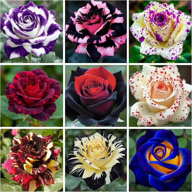 Mixed Rose Rainbow Bonsai seeds for Planting - Low Maintenance, Heirloom & GMO Free Seeds for Home Garden