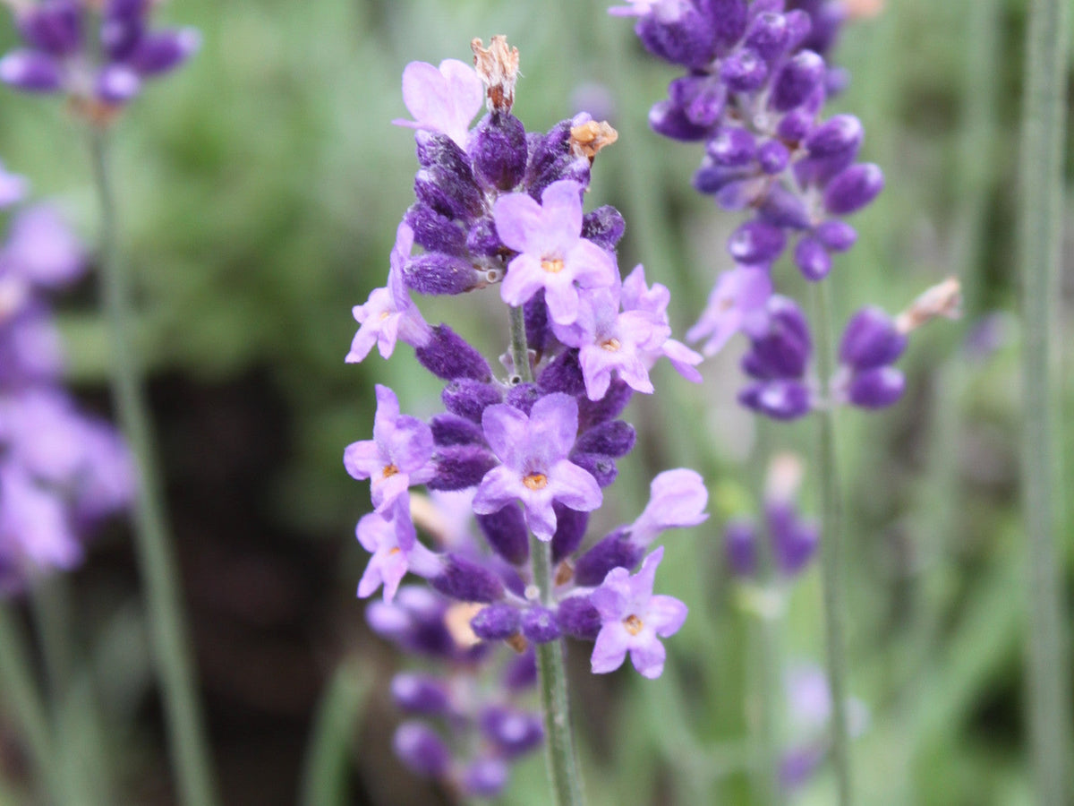 Lavender Labiatae Flower seeds for Planting Hardy Variety Heirloom & GMO Free Seeds for Home Garden
