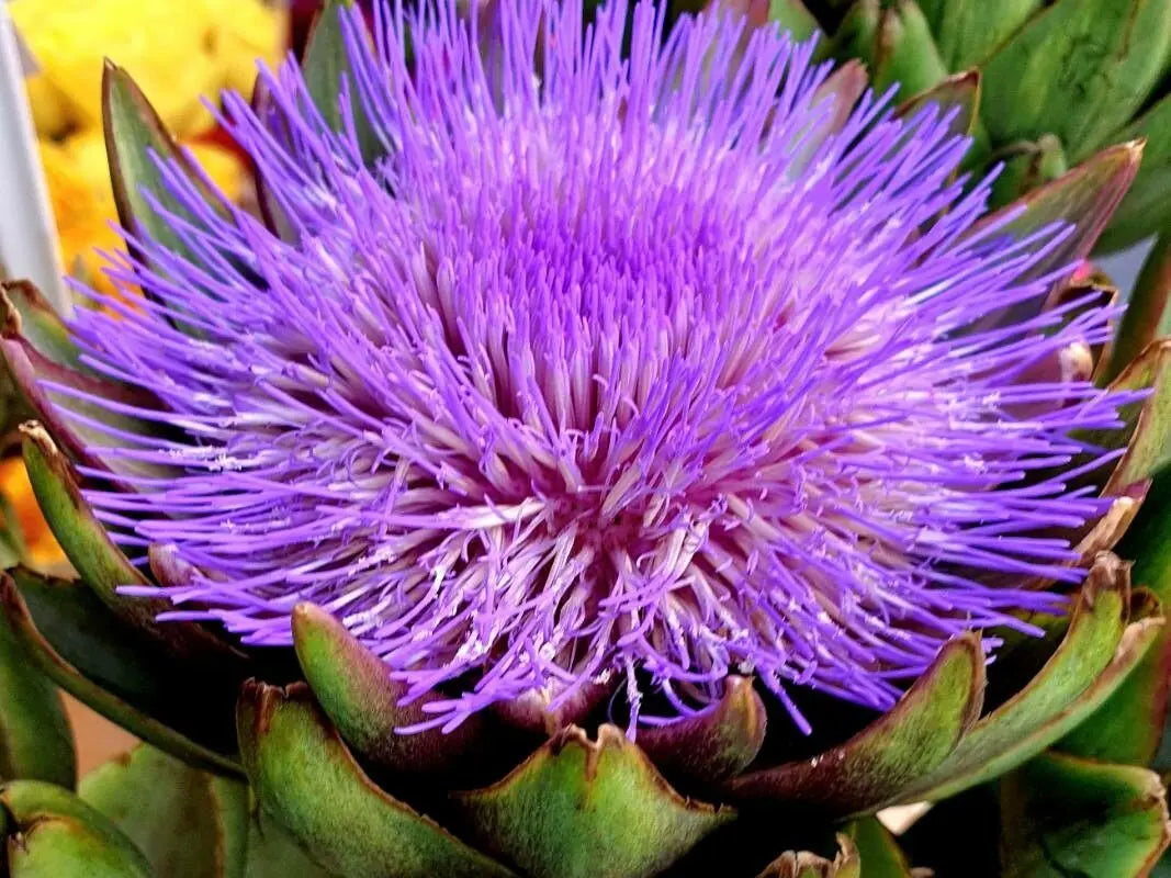 Cynara Flower seeds for Planting Compact Growth Heirloom & GMO Free Seeds for Home Garden