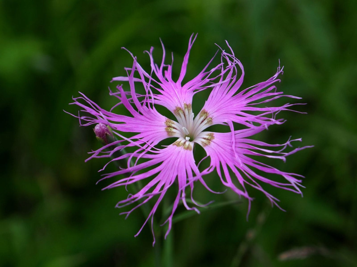 Fringed Flower seeds for Planting Sun Loving Heirloom & GMO Free Seeds for Home Garden