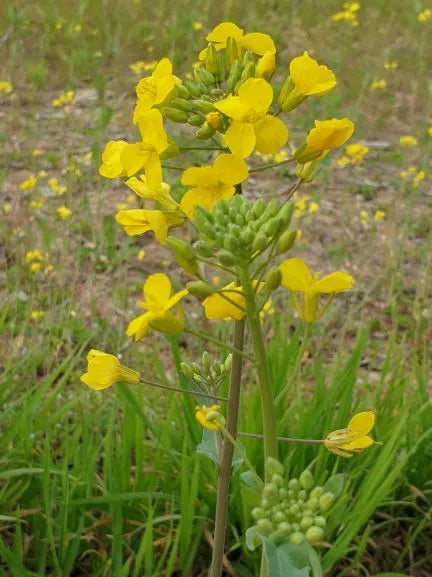 Canola Oil Flower seeds for Planting Hardy Variety Heirloom & GMO Free Seeds for Home Garden