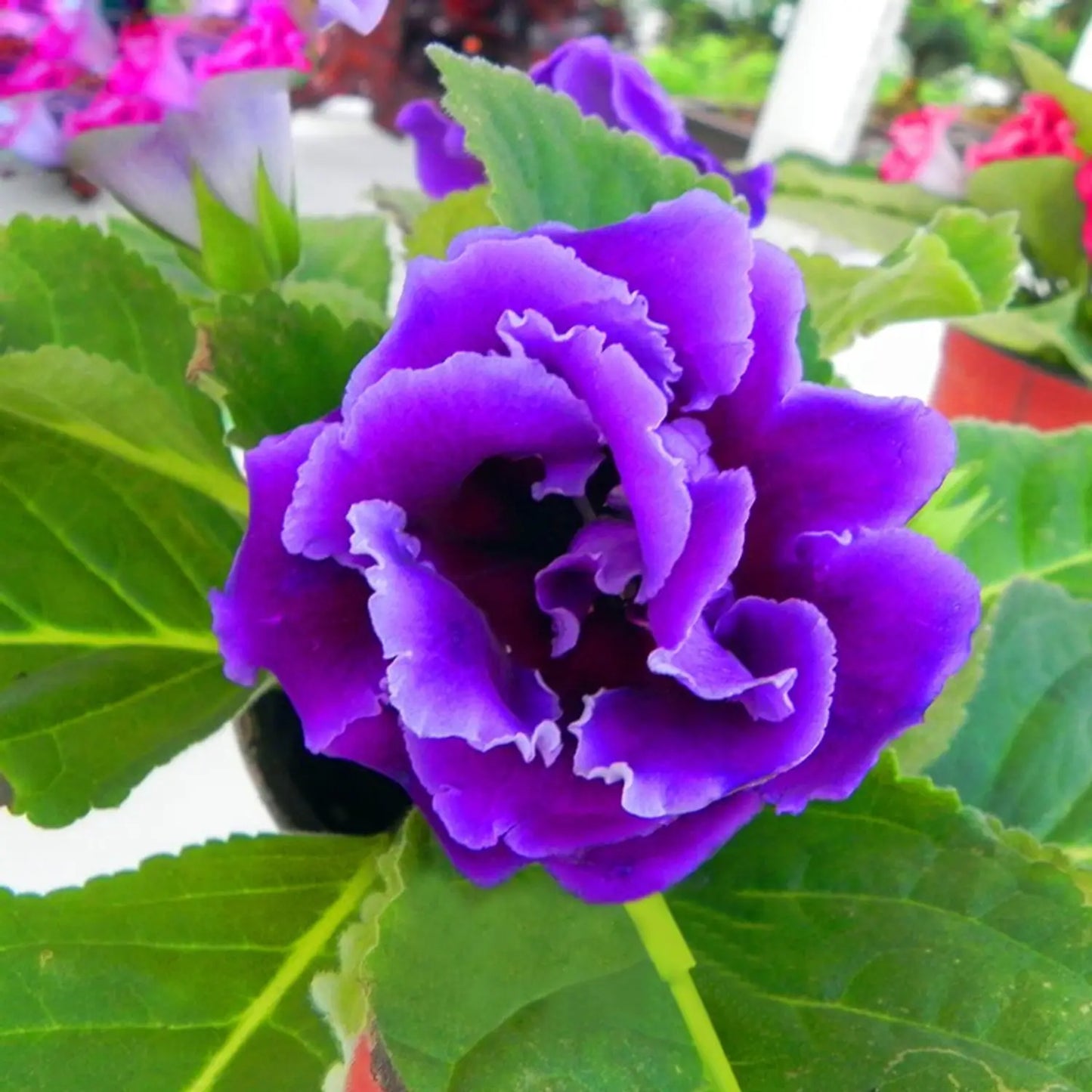Dark Purple Blue Gloxinia Seeds Flower seeds for Planting Garden Favorite Heirloom & GMO Free Seeds for Home Garden