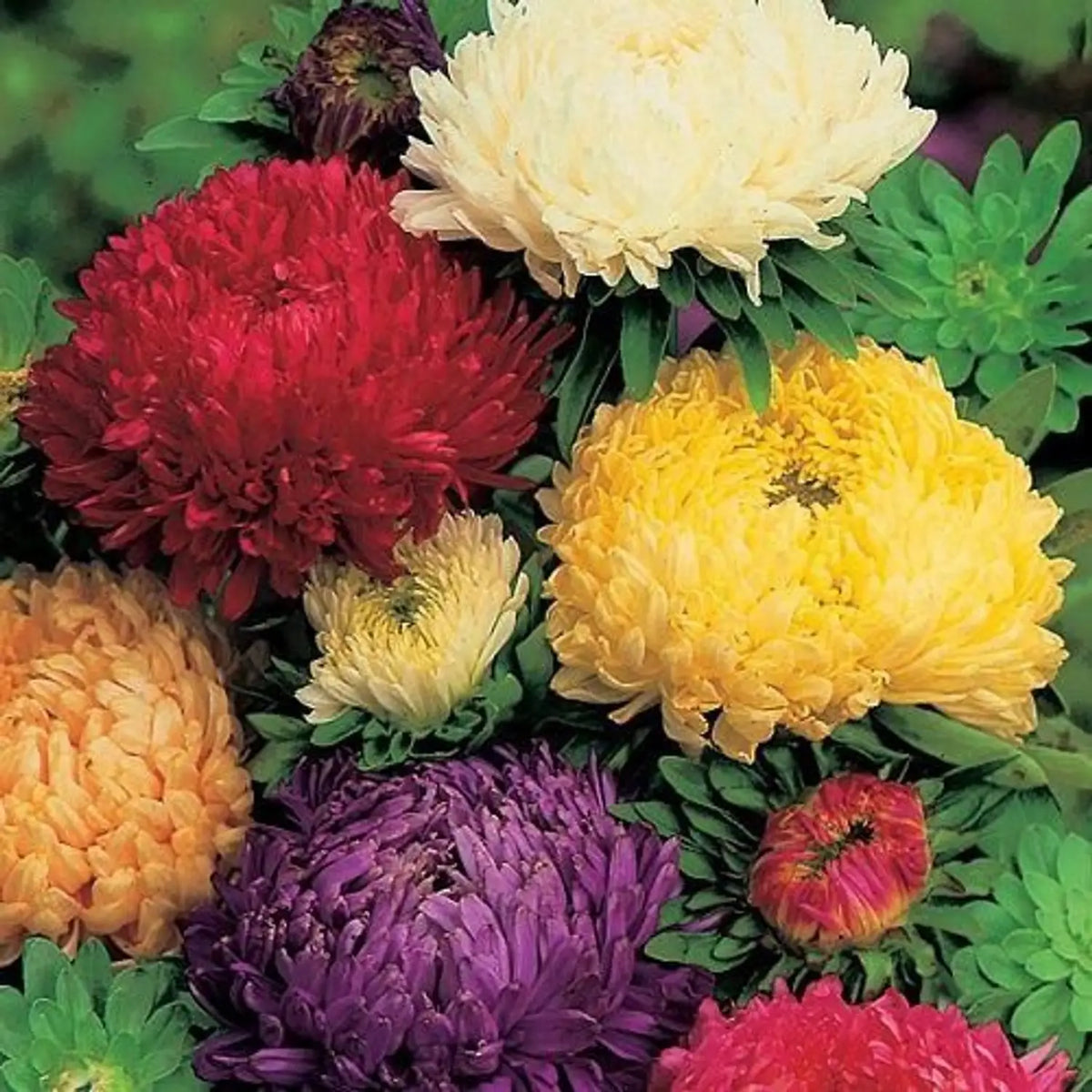 Heirloom Chrysanthemum Flower seeds for Planting Long Bloom Season Heirloom & GMO Free Seeds for Home Garden