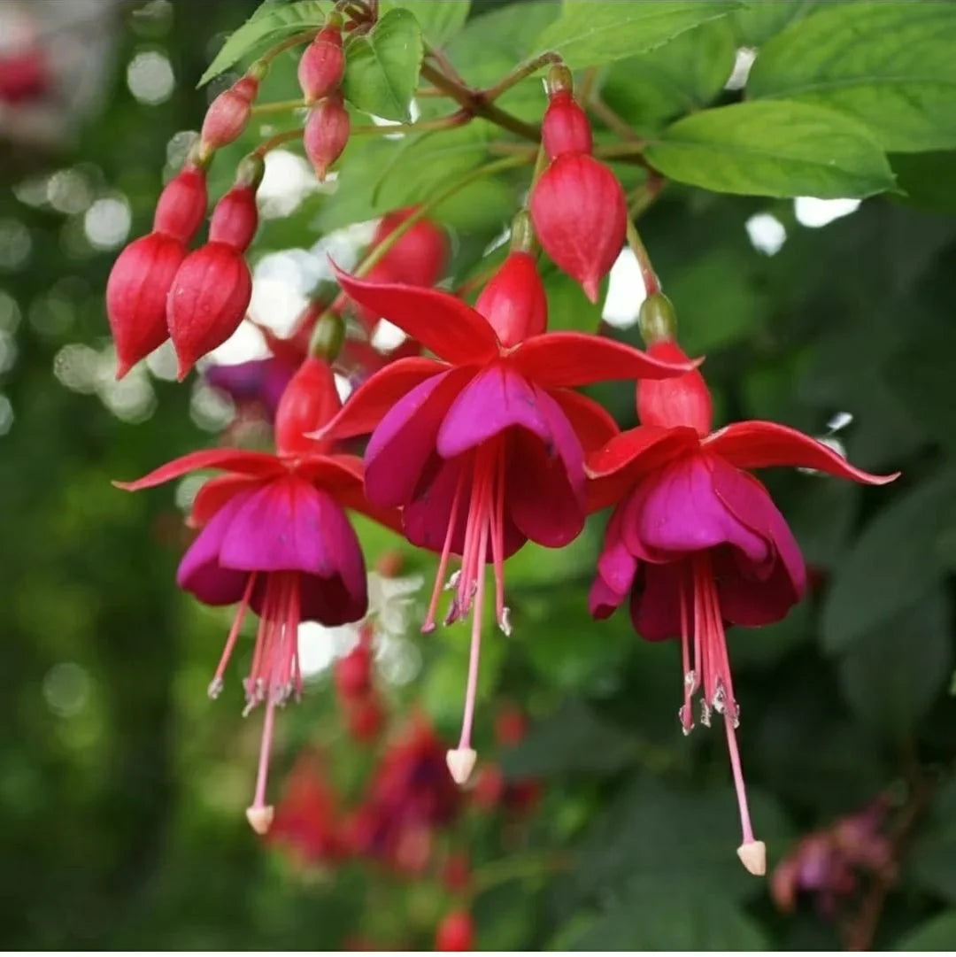 Fuchsia Flower seeds for Planting Low Maintenance Heirloom & GMO Free Seeds for Home Garden