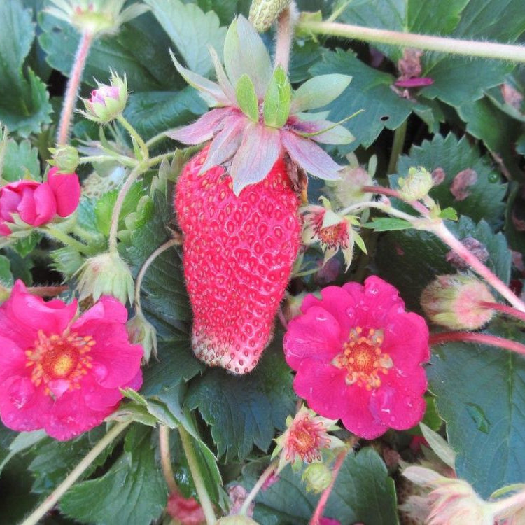Strawberry Seeds for Planting - Pink Fruit Variety