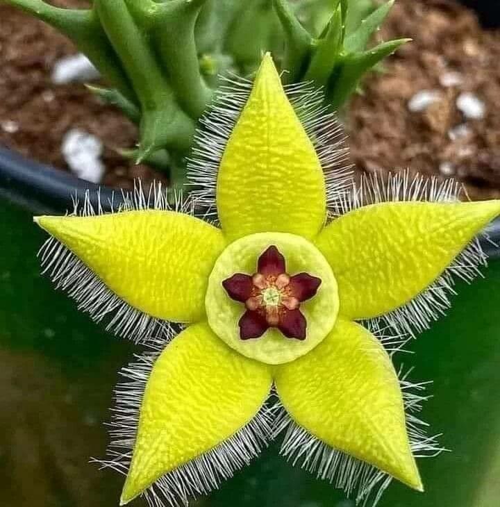 Orbea Lutea Succulent Flower seeds for Planting Low Maintenance Heirloom & GMO Free Seeds for Home Garden