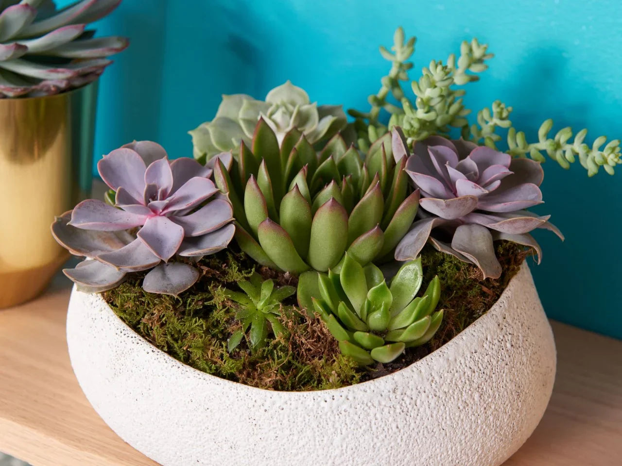 Succulent Seeds: Essential Planting Tips
