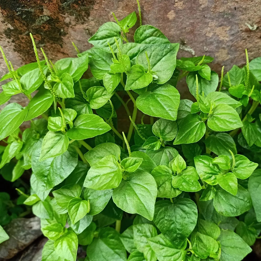 Heirloom Peperomia Pellucida Flower seeds for Planting Long Bloom Season Heirloom & GMO Free Seeds for Home Garden