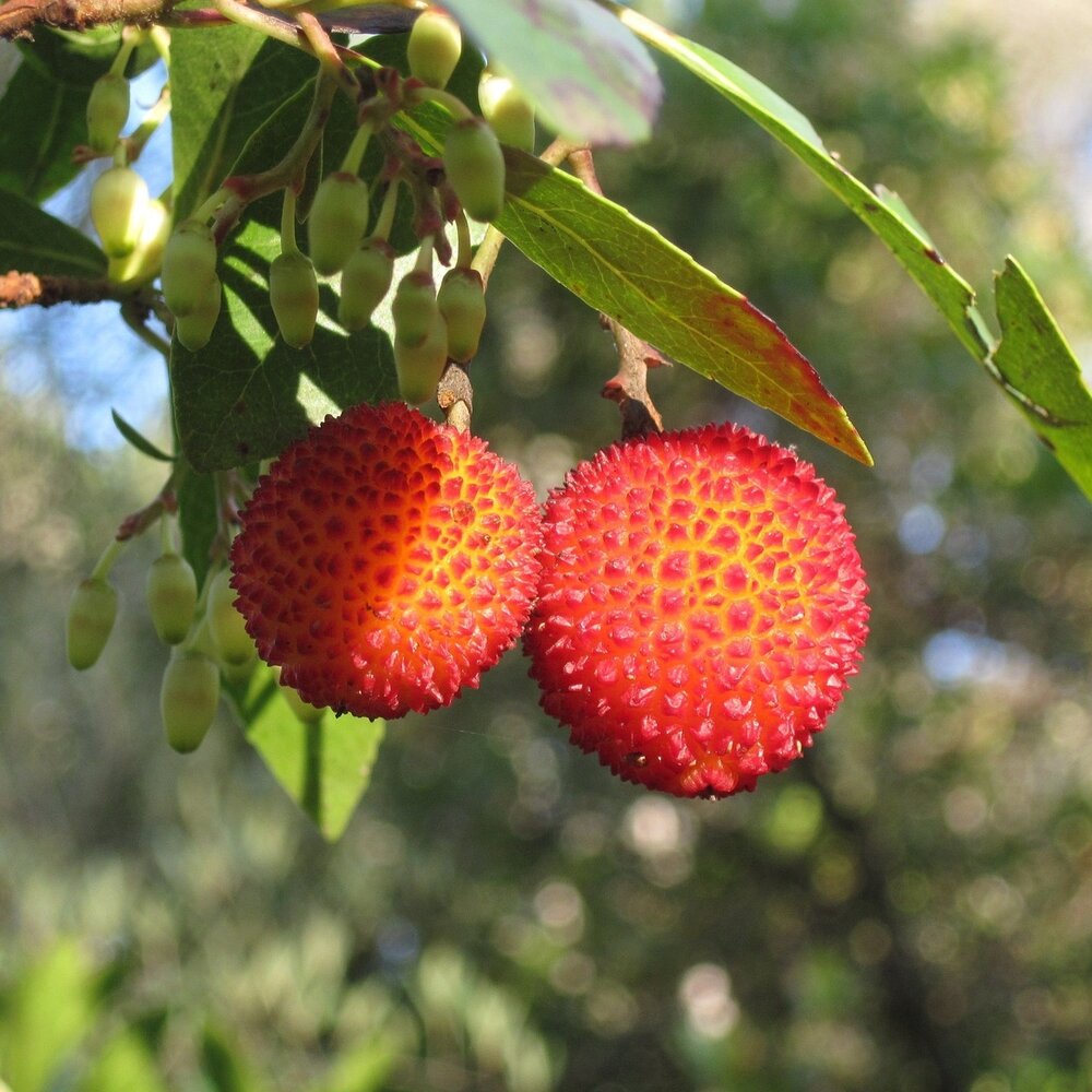 Arbutus Seeds: Planting for a Bountiful Berry Harvest - Evergrowseeds