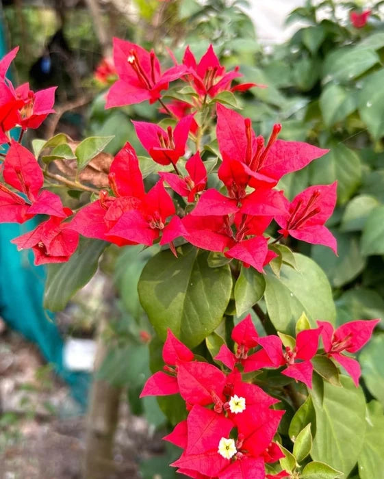 Bougainvillea Flower seeds for Planting Hardy Variety Heirloom & GMO Free Seeds for Home Garden