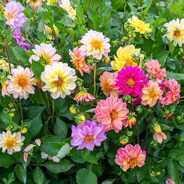 Mixed Color Dahlia Flower Seeds for Planting