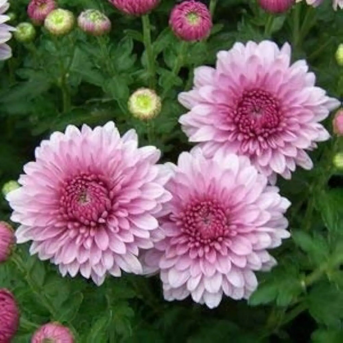 Heirloom Chrysanthemum Perennial Flower seeds for Planting Sun Loving Heirloom & GMO Free Seeds for Home Garden