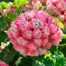 Light Pink Apple Blossom Geranium Seeds For Planting