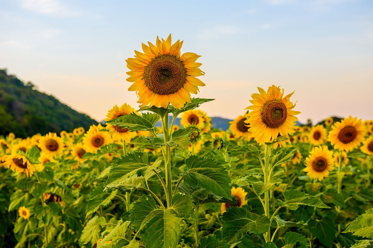 Sunflower Flower seeds for Planting Colorful Display Heirloom & GMO Free Seeds for Home Garden