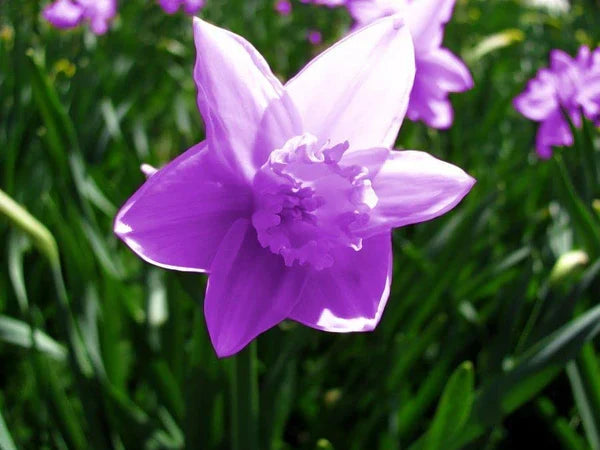 Violet White Daffodils Flower seeds for Planting Fragrant Blossoms Heirloom & GMO Free Seeds for Home Garden