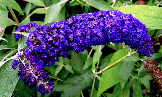 Violet Buddleia Flower Seeds For Planting