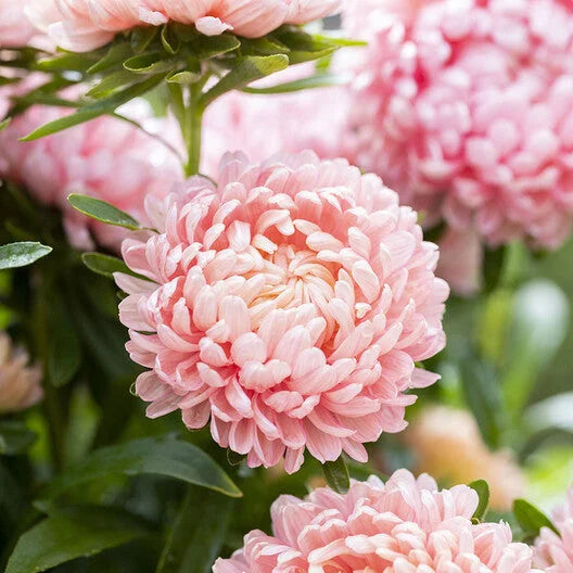 Duchess Paeony Aster Flower seeds for Planting, Hardy Variety Heirloom & GMO Free Seeds for Home Garden