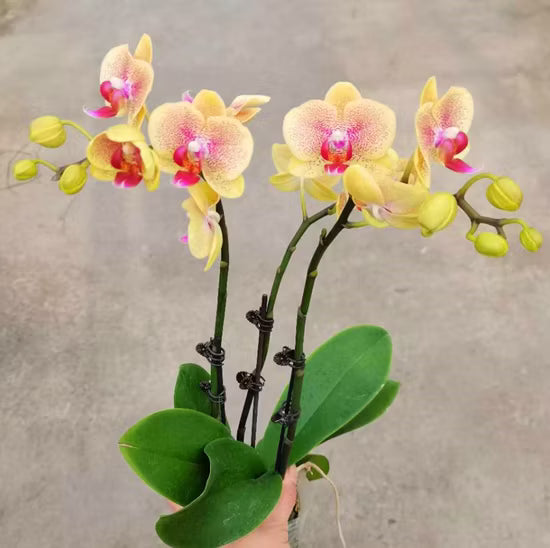 Yellow Orchid Flower seeds for Planting Vibrant Colors Heirloom & GMO Free Seeds for Home Garden