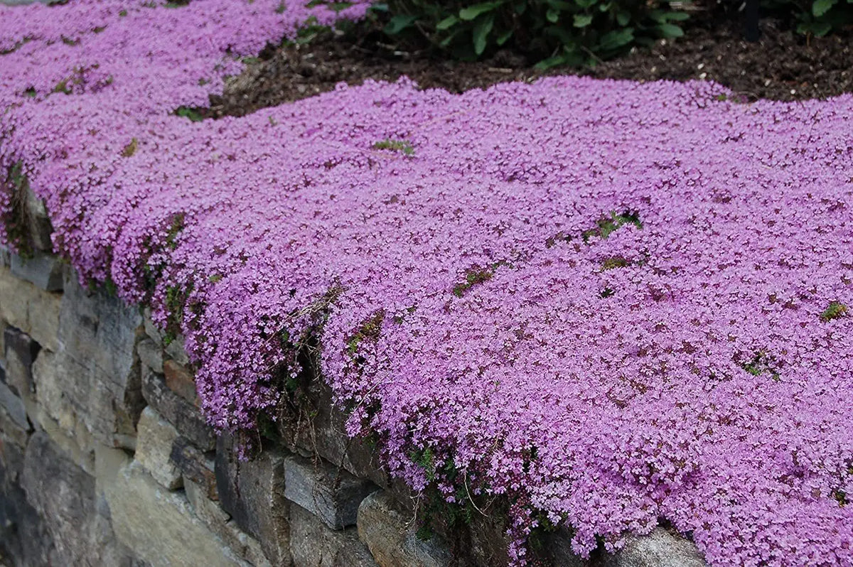 Thymus Serpyllum Flower seeds for Planting Bright Blooms Heirloom & GMO Free Seeds for Home Garden