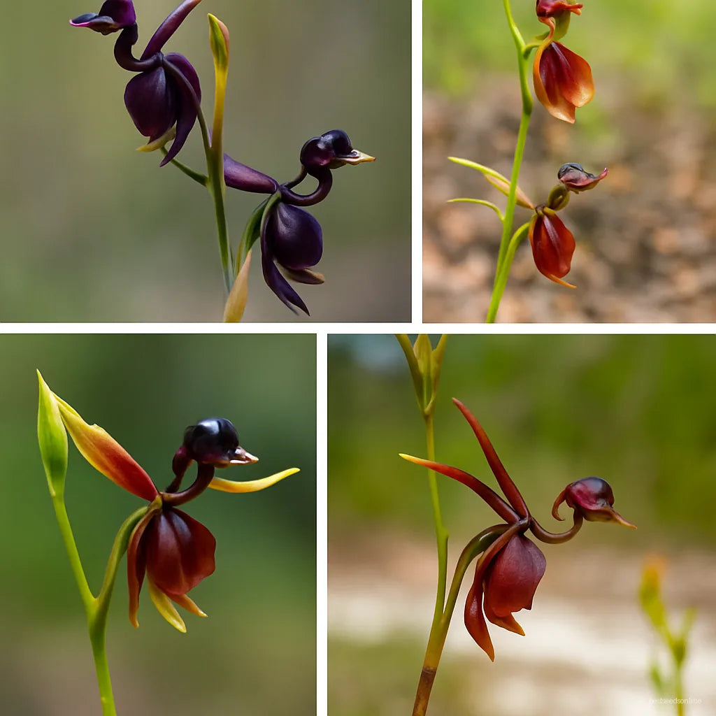 Flying Duck Orchid Seeds Flower seeds for Planting Easy to Grow Heirloom & GMO Free Seeds for Home Garden