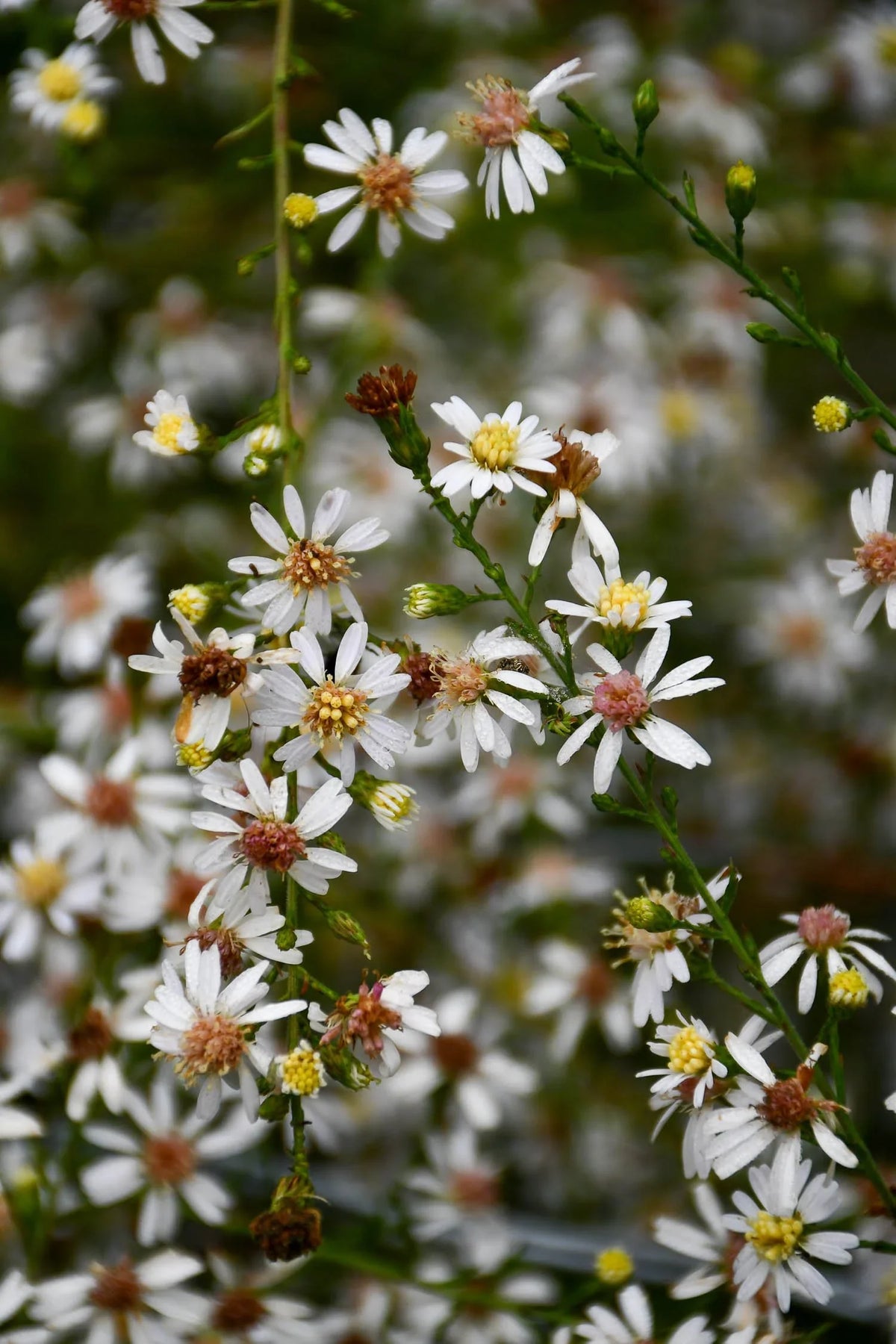 Aster Lateriflorus Flower seeds for Planting Easy to Grow Heirloom & GMO Free Seeds for Home Garden