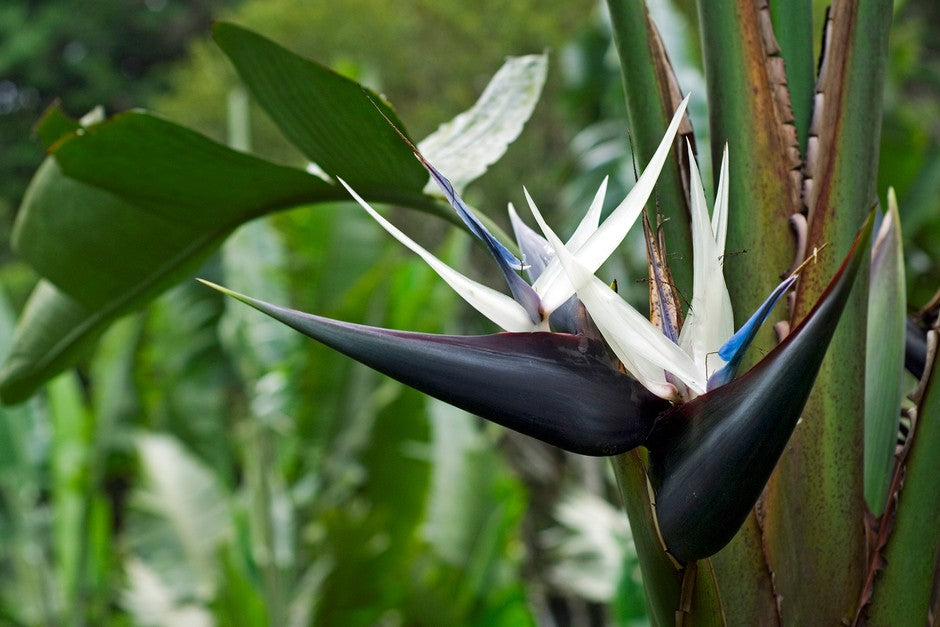 Cream (Cream Strelitzia) seeds for planting in home garden