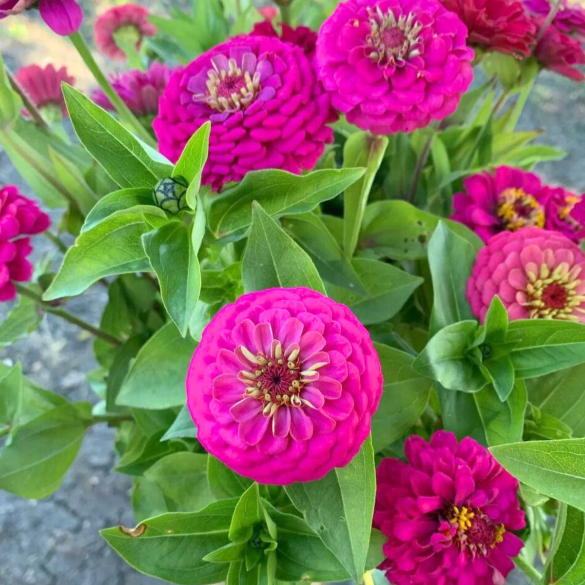 Yellow Pink Zinnia Flower seeds for Planting Easy to Grow Heirloom & GMO Free Seeds for Home Garden