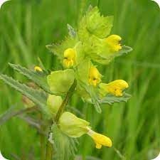 Yellow Rattle Flower seeds for Planting - Bright Blooms, Heirloom & GMO Free Seeds for Home Garden
Sale seeds for home garden