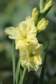 Yellow White Gladiolus Planting Seeds