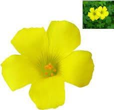 Sorrel Flower seeds for Planting - Cut Flower Favorite, Heirloom & GMO Free Seeds for Home Garden
Sale seeds for home garden