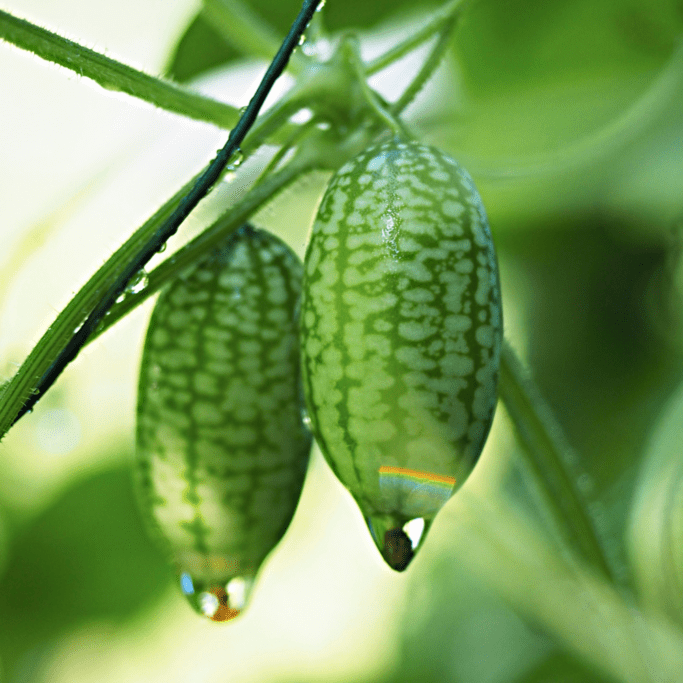 Cucamelon (Melothria scabra) Mouse Melon Mexican Gherkin Mini Watermelon Cucumber Fruit Vine Seeds