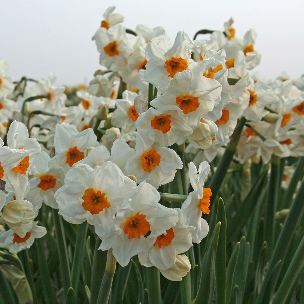 Daffodil Narcissus Flower seeds for Planting Wildflower Mix Heirloom & GMO Free Seeds for Home Garden