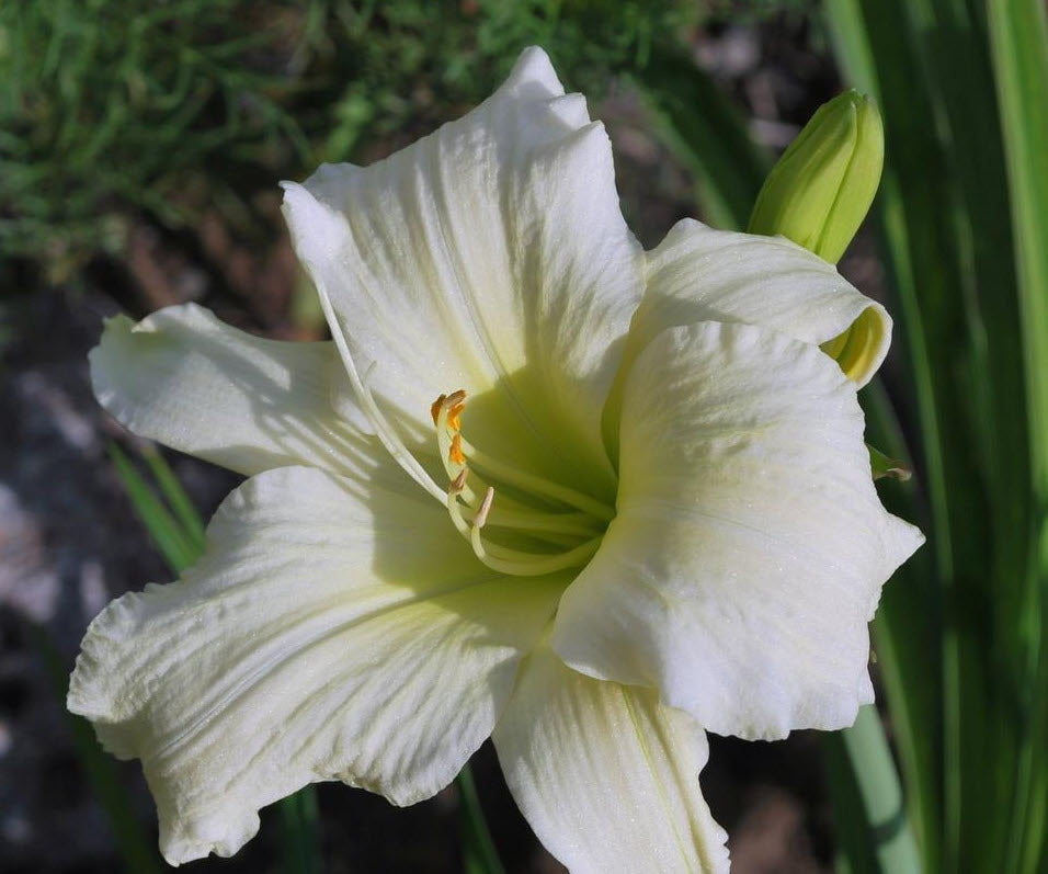 Hemerocallis Lady Elizabeth Flower seeds for Planting Low Maintenance Heirloom & GMO Free Seeds for Home Garden