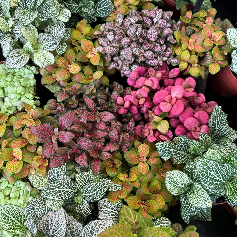 Multi-Colour Fittonia Flower seeds for Planting - Sun Loving, Heirloom & GMO Free Seeds for Home Garden