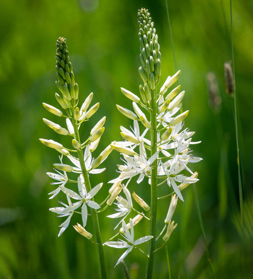 Heirloom Camassia Leichtlinii Flower seeds for Planting Colorful Display Heirloom & GMO Free Seeds for Home Garden
