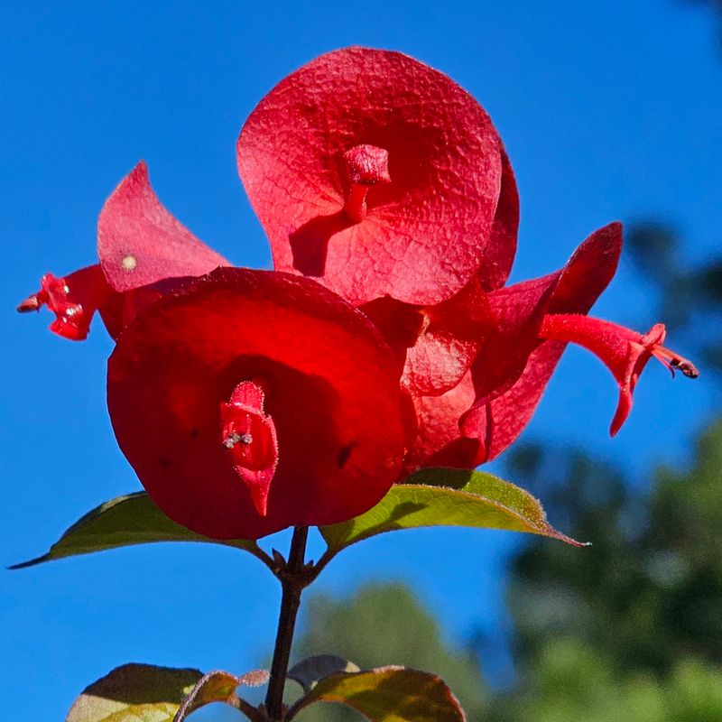 Heirloom Holmskioldia Flower seeds for Planting Cut Flower Favorite Heirloom & GMO Free Seeds for Home Garden