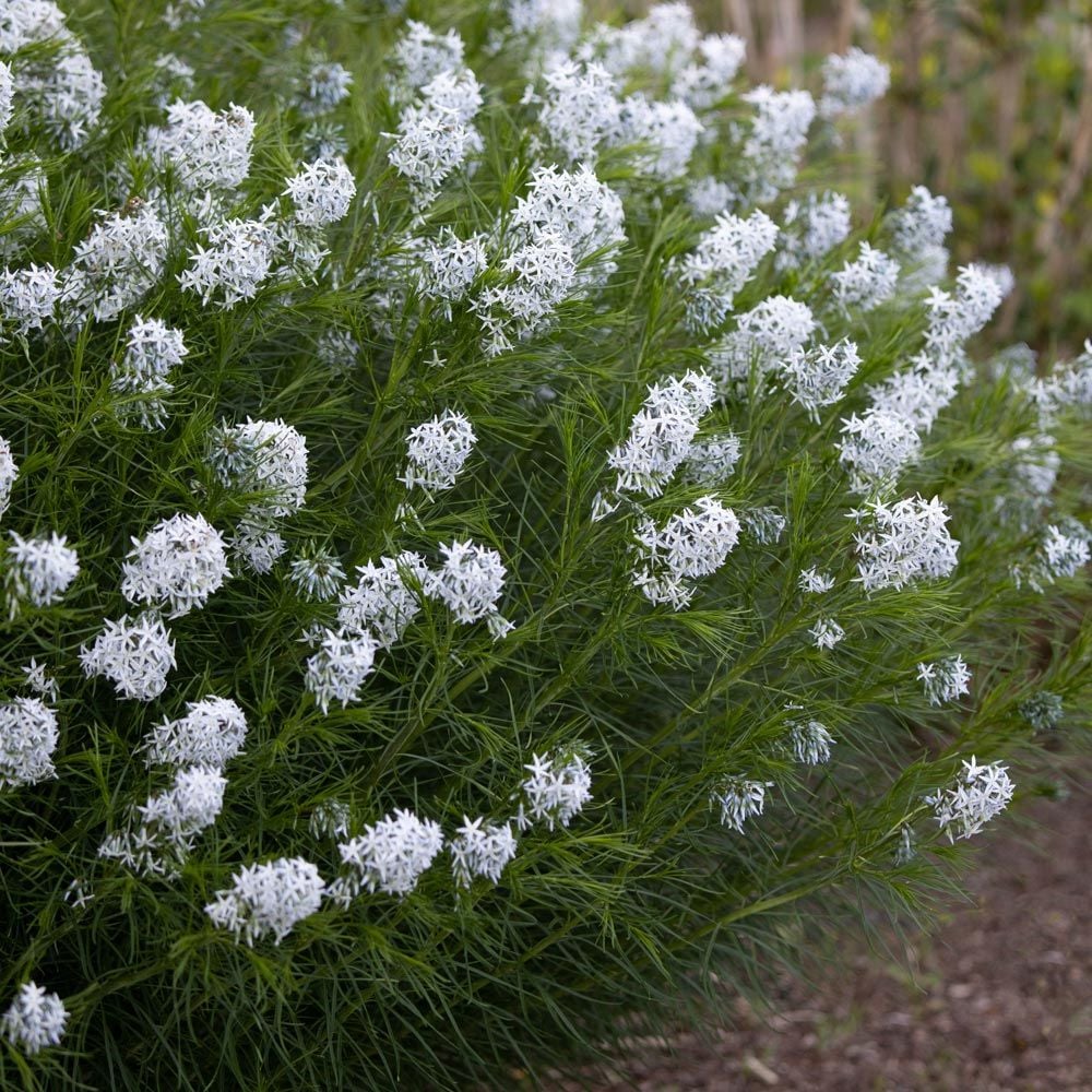 Amsonia Hubrichtii Flower seeds for Planting Long Bloom Season Heirloom & GMO Free Seeds for Home Garden