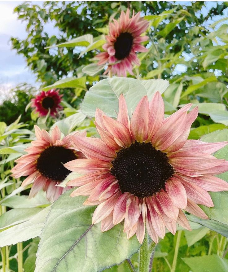 Cherry Rose SunFlower seeds for Planting Perfect for Borders Heirloom & GMO Free Seeds for Home Garden