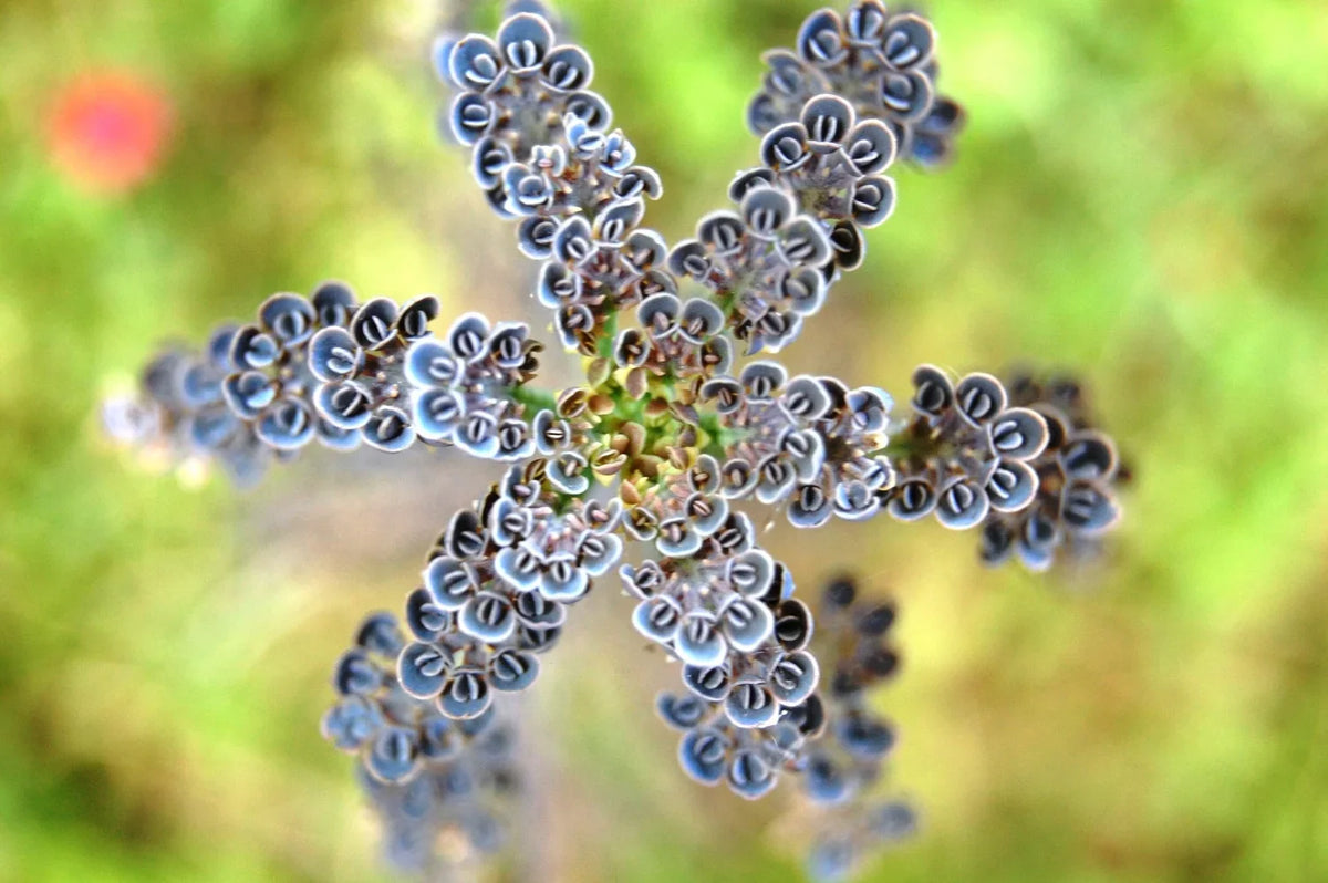 Daigremontiana Flower seeds for Planting Premium Quality Heirloom & GMO Free Seeds for Home Garden