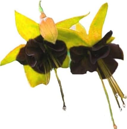 Dark Green Fuchsia Flower Seeds for Easy Planting