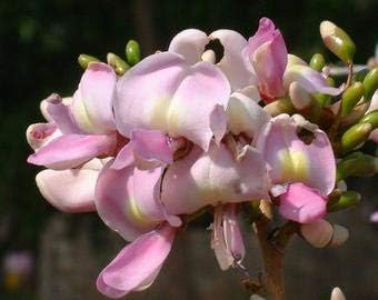 Fresh Gliricidia Maculata Madre de Cacao Flower seeds for Planting - Pollinator Friendly, Heirloom & GMO Free Seeds for Home Garden
Sale seeds for home garden