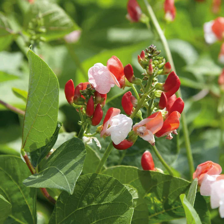 Bean Hestia Flower seeds for Planting Cottage Garden Essential Heirloom & GMO Free Seeds for Home Garden