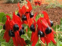 Sturt's Desert Pea Flower seeds for Planting - Perfect for Borders, Heirloom & GMO Free Seeds for Home Garden
Sale seeds for home garden
