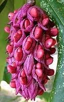 Magnolia Flower seeds for Planting - Easy to Grow, Heirloom & GMO Free Seeds for Home Garden
Sale seeds for home garden